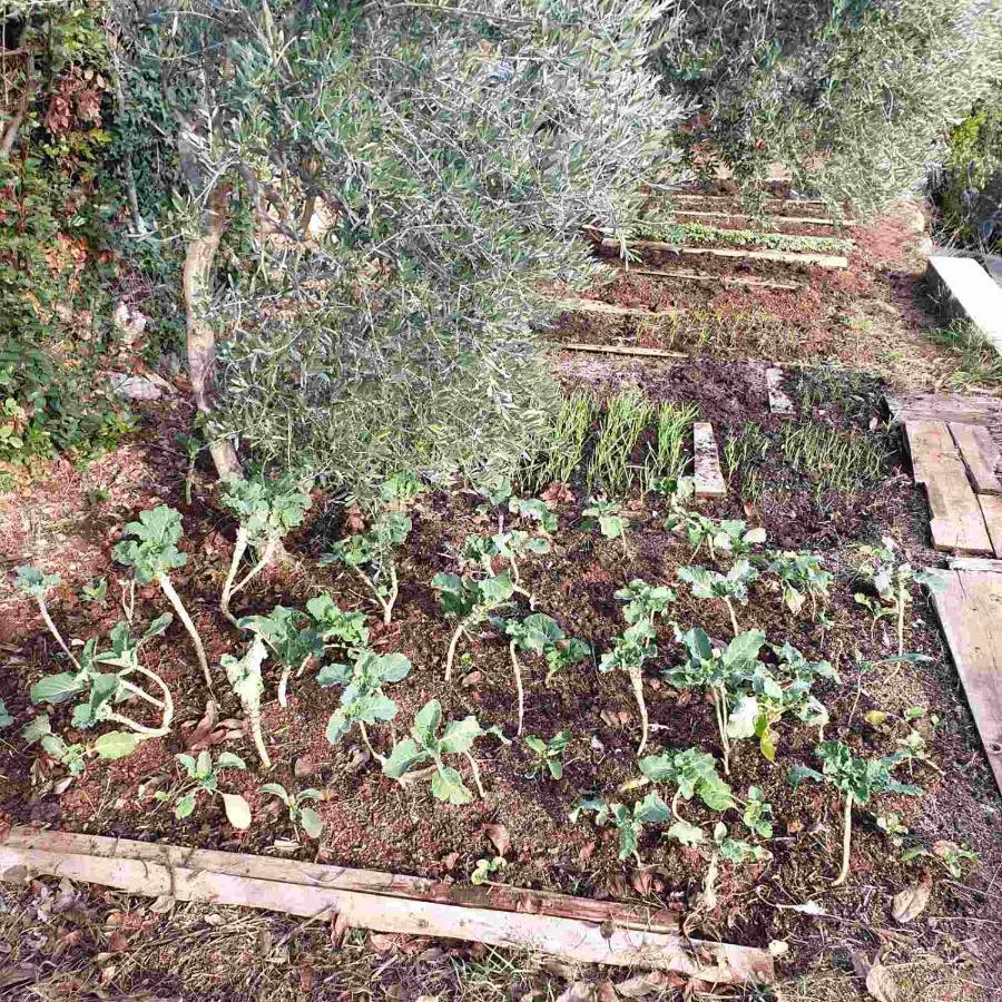 Tulisevica Mary'S Garden 빌라 외부 사진