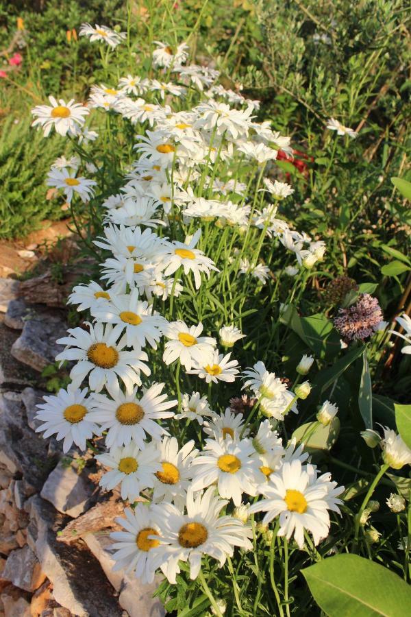 Tulisevica Mary'S Garden 빌라 외부 사진