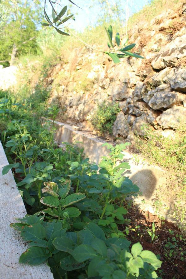 Tulisevica Mary'S Garden 빌라 외부 사진